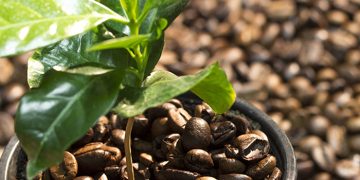 LDC and Luckin Coffee collaboration boasts expanded sustainable coffee supply chain in China